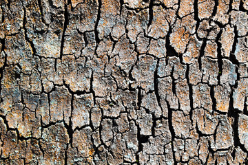 texture of bark of a tree