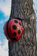 Painted construction helmets in ladybug and hung on poplar