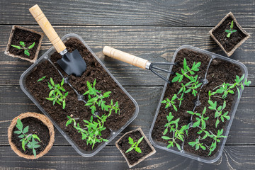 Garden trowel and rakes and eco friendly pots with green young seedlings tomato on wooden background