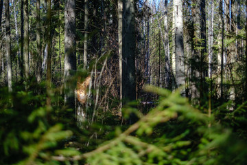 young fresh spring green spruce tree forest in sunny day