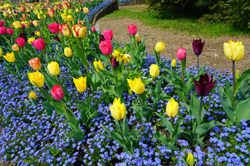 Colorful tulips growing in flower beds in the spring garden