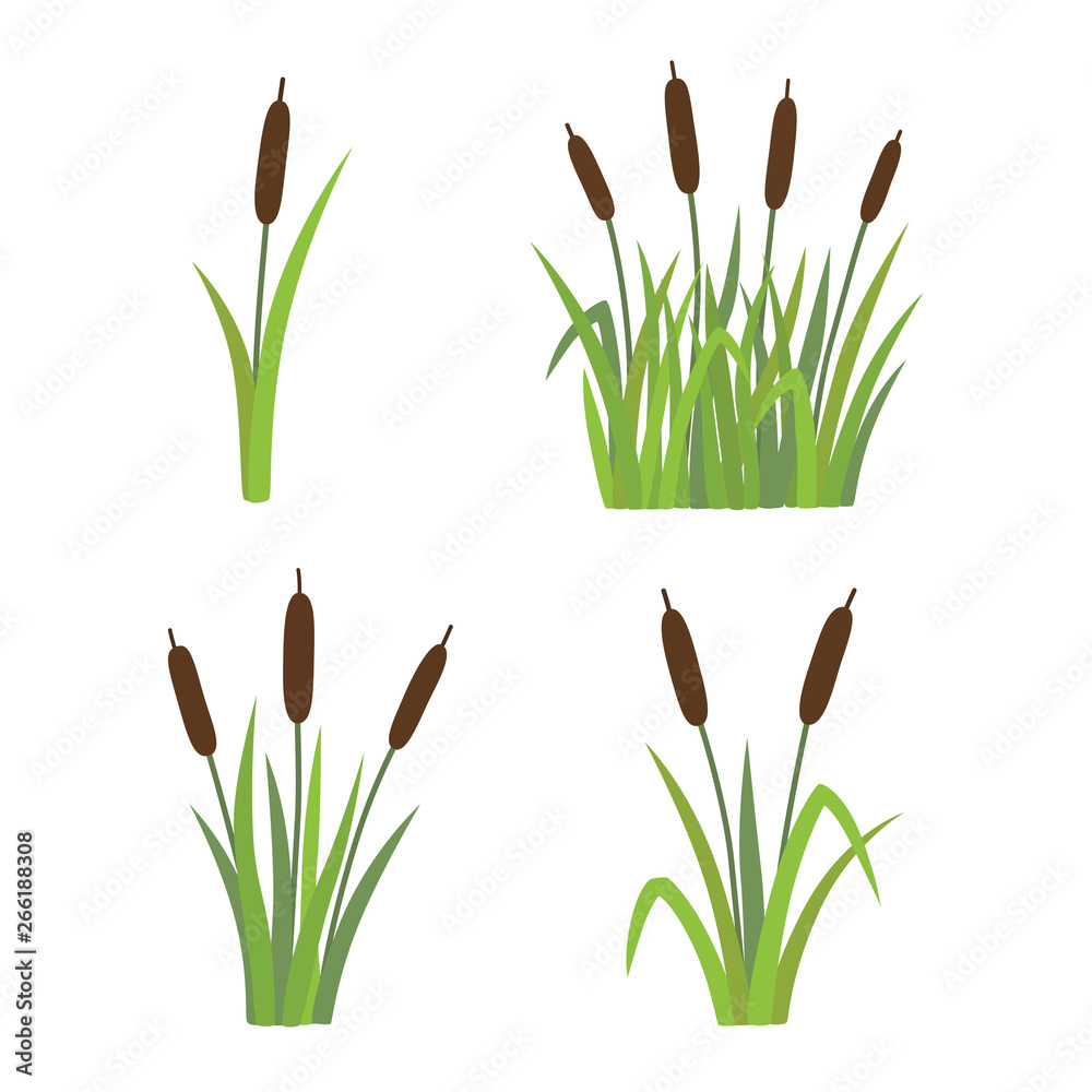 A set of reeds in grass isolated on white background - obrazy, fototapety, plakaty 