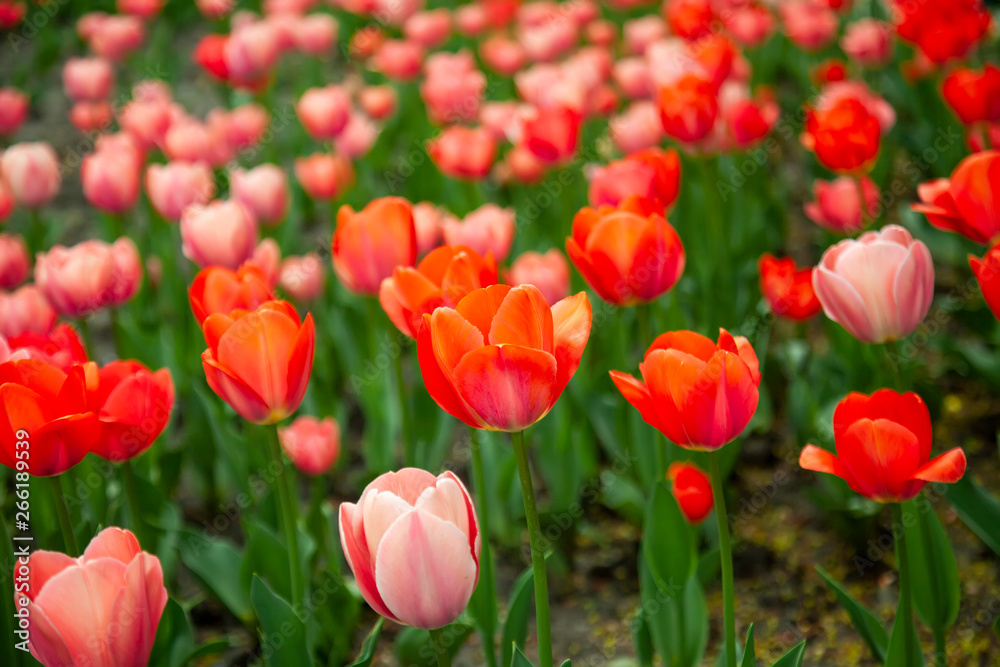 Beautiful red tulips with green leaves on spring garden. - obrazy, fototapety, plakaty 