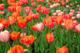 Fototapeta Tulipany - Beautiful red tulips with green leaves on spring garden.