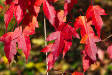 Leaves Of Amur Maple Or Acer Ginnala In Autumn Sunlight With Bokeh Background, Selective Focus, Shallow DOF
