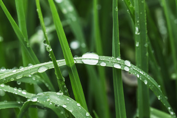 spring background, leaves with dew drops, close up. Mother earth day