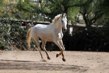 Wall Mural - marwari horse in the field