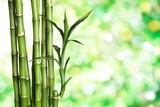 Fototapeta Sypialnia - Many bamboo stalks  on background