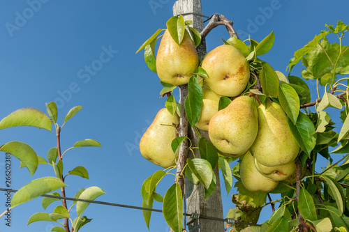 Bunch Of Pears On A Varietal Tree With A Garter Attached To The