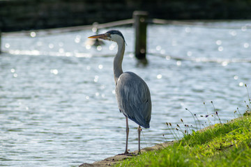 Wall Mural - great blue heron