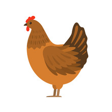 The Hen Hatch Eggs In The Nest. Flat Vector Illustration