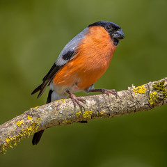 Canvas Print - Eurasian bullfinch male insta