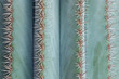 © cceliaphoto - close up of big thorns on green cactus plant