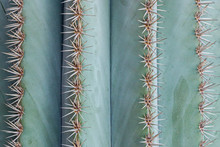 Close Up Of Big Thorns On Green Cactus Plant