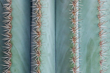 close up of big thorns on green cactus plant