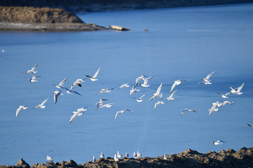 Wall Mural - The birds of the sea