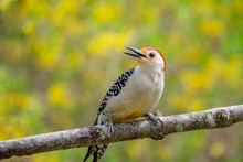 Close Up Of A Red Bellied Woodpecker  Bird With Yellow Flowers