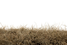 Dry Grass Isolated On White Background.dry Grass Field With Clipping Path.