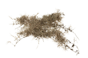 Wall Mural - Dry grass isolated on white background.dry grass field with clipping path.