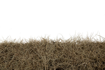 Wall Mural - Dry grass isolated on white background.dry grass field with clipping path.