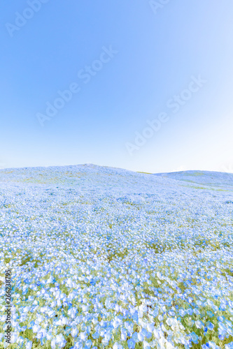 ネモフィラの花畑 日本 ひたち海浜公園 観光 旅行 Stock 写真 Adobe Stock ネモフィラの花畑 日本 ひたち海浜公園 観光 旅行 Stock 写真 Adobe Stock