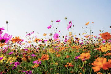 Wall Mural - Beautiful cosmos in field.