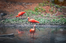 Scarlet Ibis Red Bird On River Nature