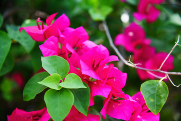 Wall Mural - Pink bougainvillea flower beautiful blossoming in the garden park
