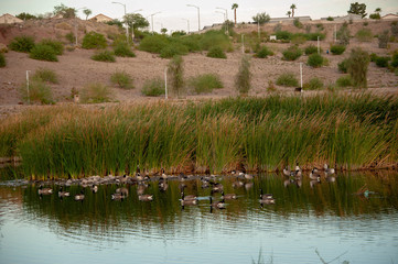 Wall Mural - Cornerstone Park/Railroad Lake, Henderson, NV.