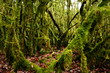 Mystical beautiful mossy forest scenery with a closeup of trees covered by moss, France