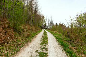 Wall Mural - Off road in the forest. Mountain landscape