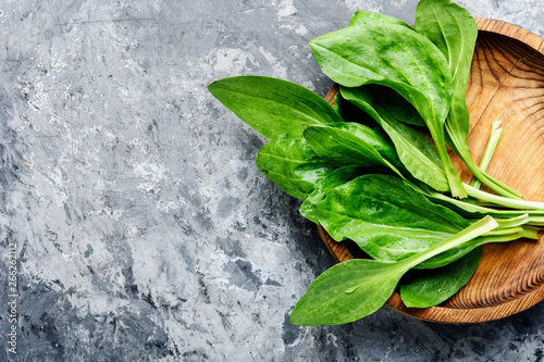 Cuadros en Lienzo Plantain-valuable medicinal plants