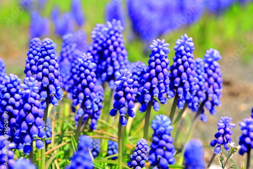 札幌の道端で咲き競うムスカリの花の風景 Stock Photo Adobe Stock