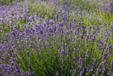 Fototapeta Lawenda -  the blooming lavender flowers in Provence, near Sault, France