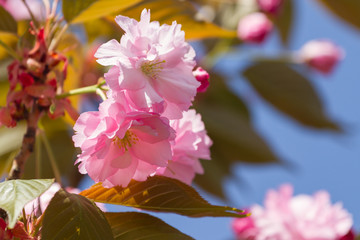 Canvas Print - Pink Sakura bloomed