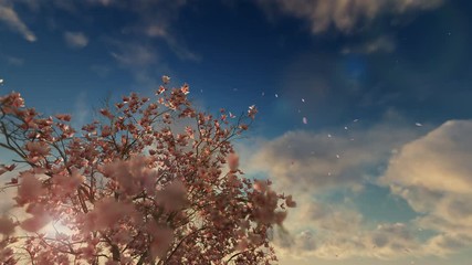 Wall Mural - Magnolia blossom tree with petals flying against beautiful timelapse sunrise, 4K