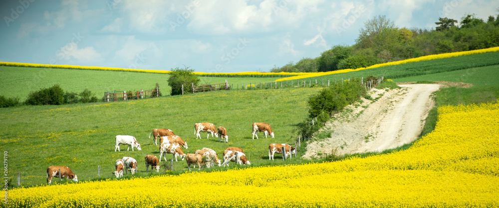 large group of healthy beautiful cows grazing fresh grass on the fields and hills of French village near beautiful vibrant raps field in bloom bio organic. - obrazy, fototapety, plakaty 