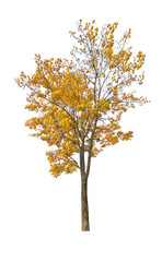 Canvas Print - dark yellow fall maple isoalted on white
