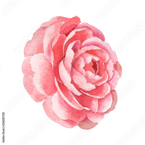 Fotomural Pink camelia floral botanical flowers