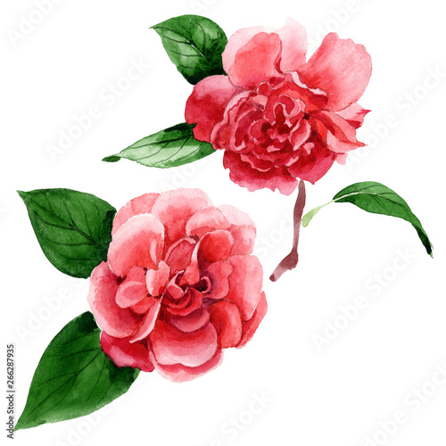 Cuadros en Lienzo Pink camelia floral botanical flowers