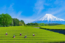 静岡県富士市　大淵笹場の茶畑　お茶まつり