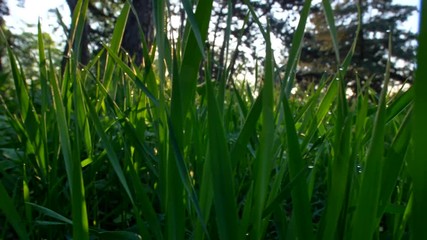 Aufkleber - Camera moving through green grass in the meadow at sunrise. Steadicam shot, 4K