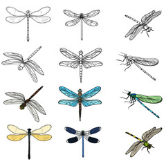 Wall Mural - vector, isolated, insects dragonflies, set collection, sketch