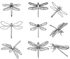 Canvas Print -  insects dragonflies, set collection, sketch
