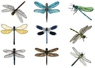 Wall Mural - vector, isolated, insects dragonflies, collection set