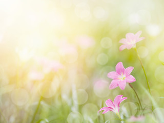 Wall Mural - field of zephyr lily flowers and green leaves.