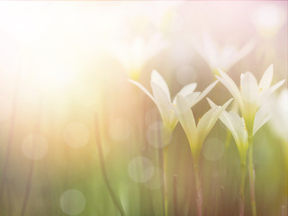 Wall Mural - field of zephyr lily flowers and green leaves.