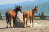 Fototapeta Konie - young horses of the Arabian purebred breed walk together and look back