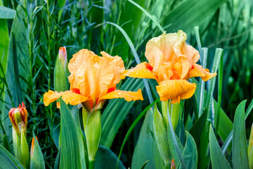 Orange irises among dense greenery. Spring and summer flowers_