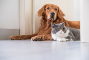 Wall Mural - British shorthair and Golden Retriever